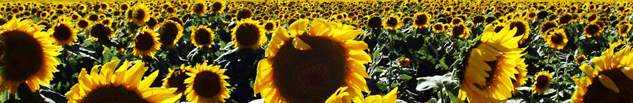 Muhsin Şener Rotating Header Image